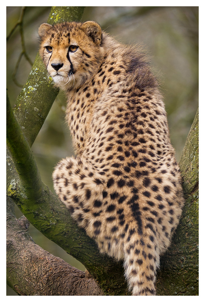 Junger Gepard im Baum