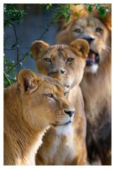 Drei Löwen