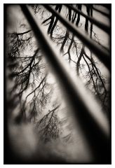 Tree - Reflection