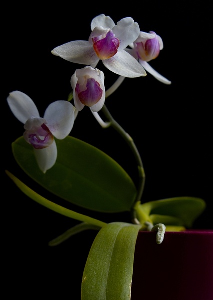 Orchidee_.jpg